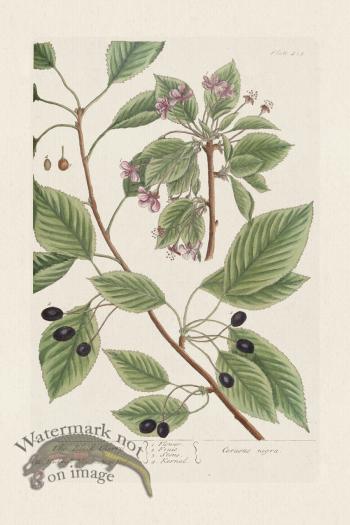 BEE 425 The Black Cherry